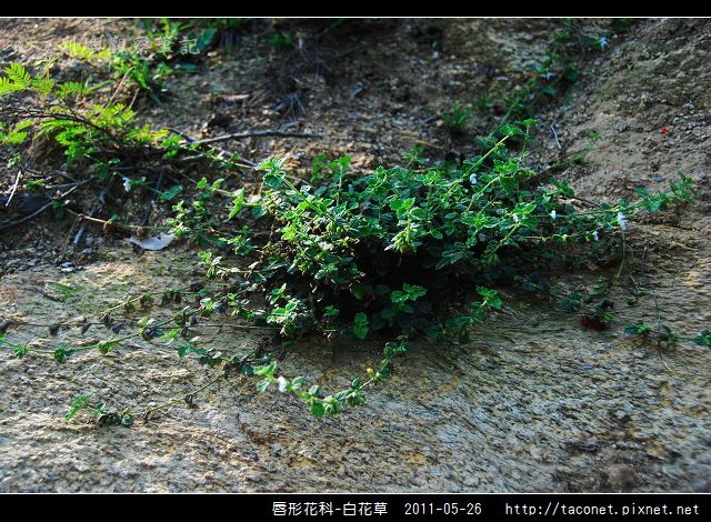 白花草 烈嶼觀察筆記 痞客邦 白花草 烈嶼觀察筆記 痞客邦