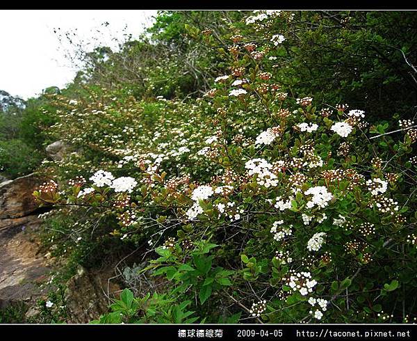 繡球繡線菊_10.jpg