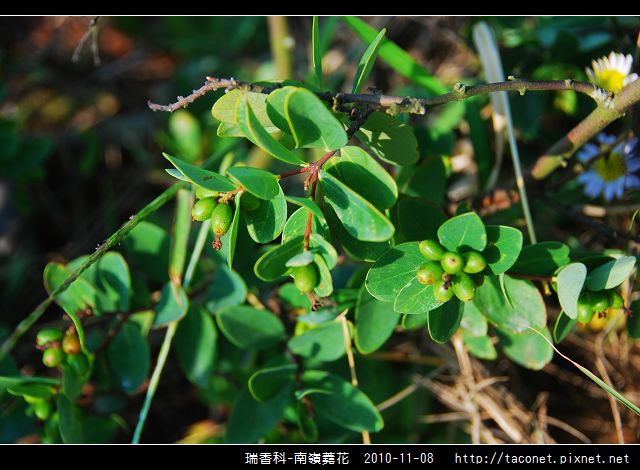 瑞香科-南嶺蕘花_02.jpg