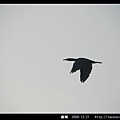 鸕鶿_14.jpg