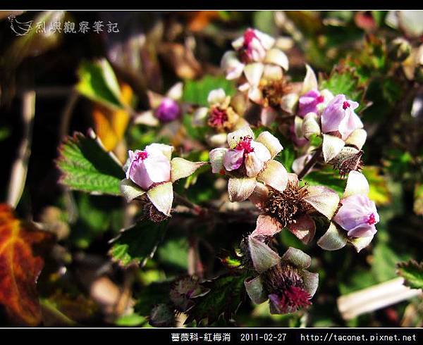 薔薇科-紅梅消_07.jpg