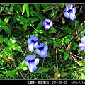 玄參科-倒地蜈蚣_06.jpg