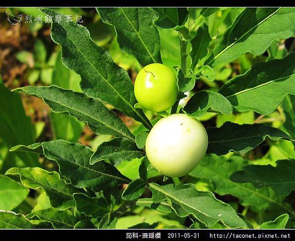 茄科-珊瑚櫻_04.jpg