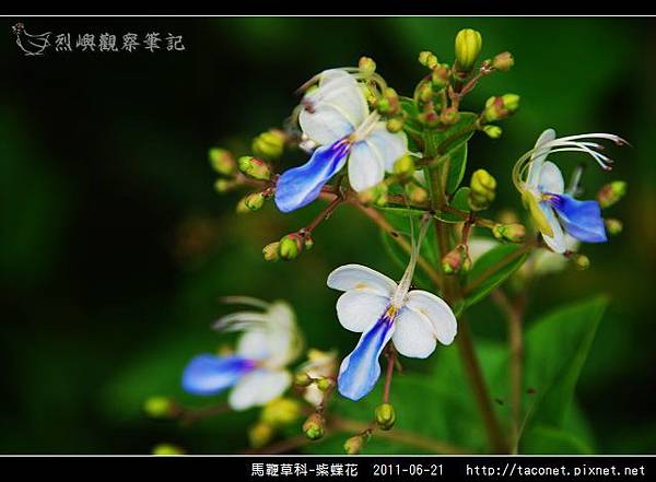 馬鞭草科-紫蝶花_04.jpg