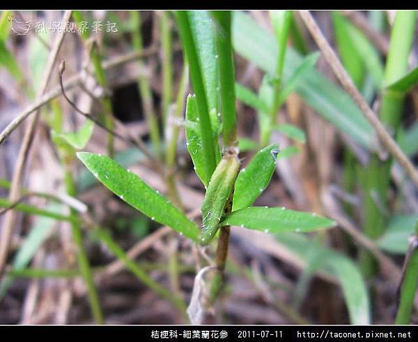 桔梗科 細葉蘭花參 桔梗科 細葉蘭花參 07 Jpg 烈嶼影像 痞客邦