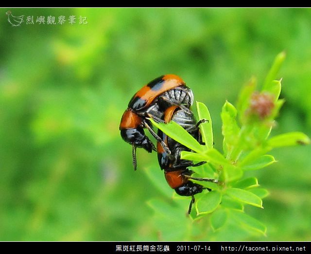 黑斑紅長筒金花蟲-10.jpg