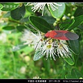 半翅目-紅姬緣椿象_04.jpg