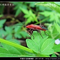半翅目-紅姬緣椿象_06.jpg