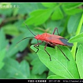 半翅目-紅姬緣椿象_07.jpg