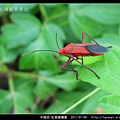 半翅目-紅姬緣椿象_08.jpg