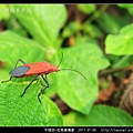 半翅目-紅姬緣椿象_09.jpg