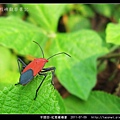 半翅目-紅姬緣椿象_10.jpg