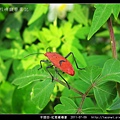 半翅目-紅姬緣椿象_12.jpg