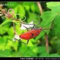 半翅目-紅姬緣椿象_11.jpg