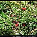 半翅目-紅姬緣椿象_13.jpg