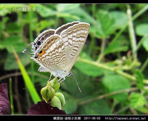 鱗翅目-波紋小灰蝶_02.jpg