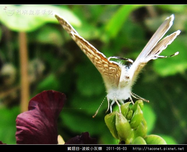 鱗翅目-波紋小灰蝶_07.jpg