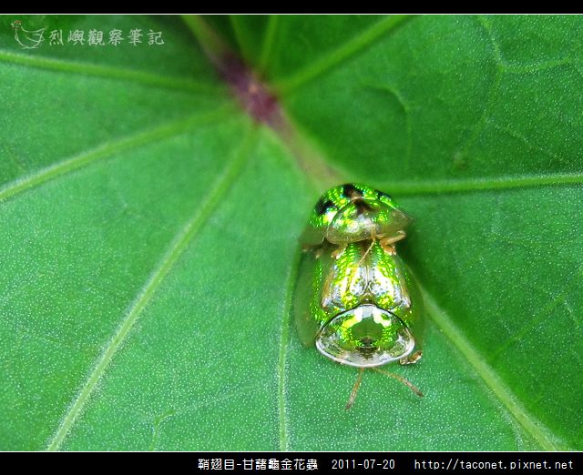 鞘翅目-甘藷龜金花蟲_11.jpg 鞘翅目-甘藷龜金花蟲_11.jpg