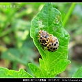 鞘翅目-茄二十八星瓢蟲_08.jpg