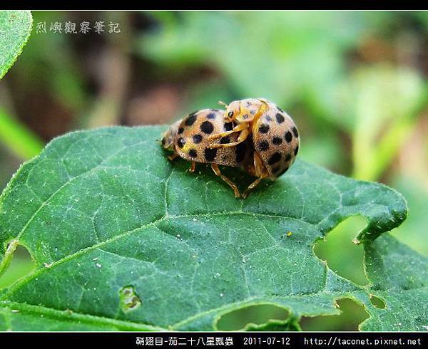 鞘翅目-茄二十八星瓢蟲_09.jpg