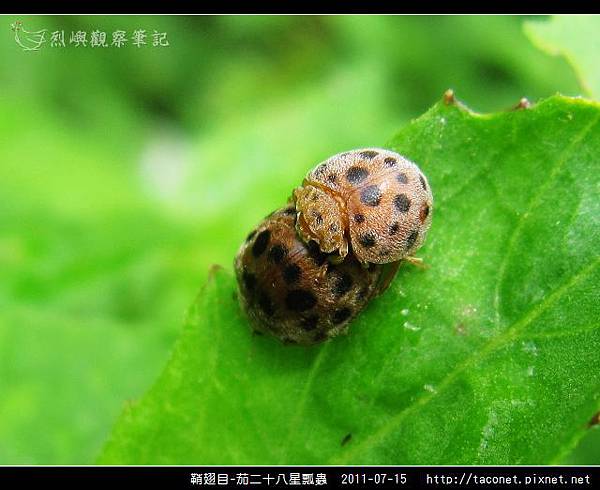 鞘翅目-茄二十八星瓢蟲_11.jpg