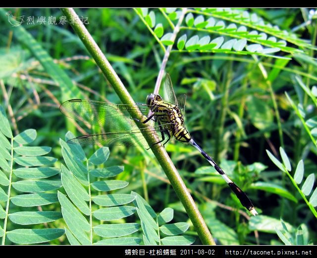 蜻蛉目-杜松蜻蜓_11.jpg