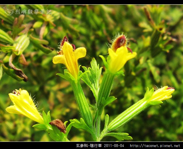 玄參科-陰行草_09.jpg 玄參科-陰行草_09.jpg