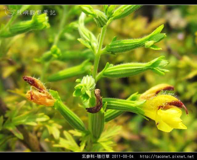 玄參科-陰行草_17.jpg