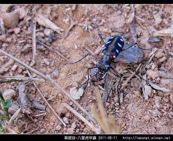 鞘翅目-八星虎甲蟲_06.jpg
