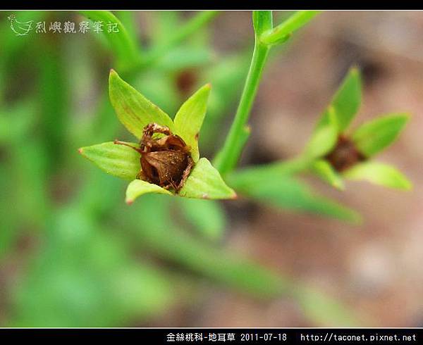 金絲桃科-地耳草_04.jpg