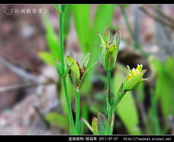 金絲桃科-地耳草_10.jpg