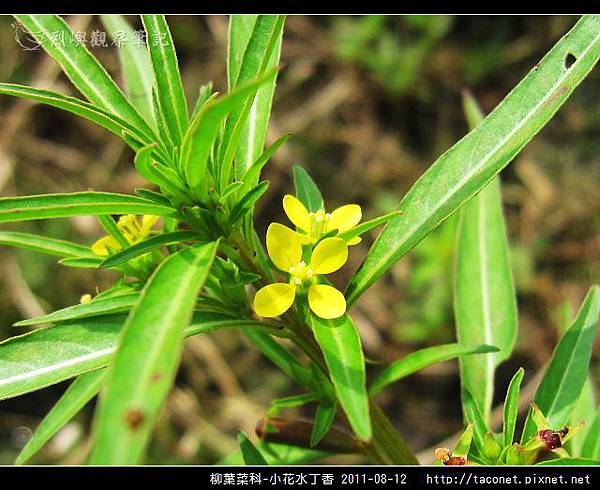 柳葉菜科-小花水丁香_04.jpg