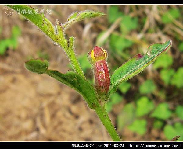 柳葉菜科-水丁香_05.jpg