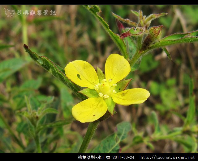 柳葉菜科-水丁香_10.jpg 柳葉菜科-水丁香_10.jpg