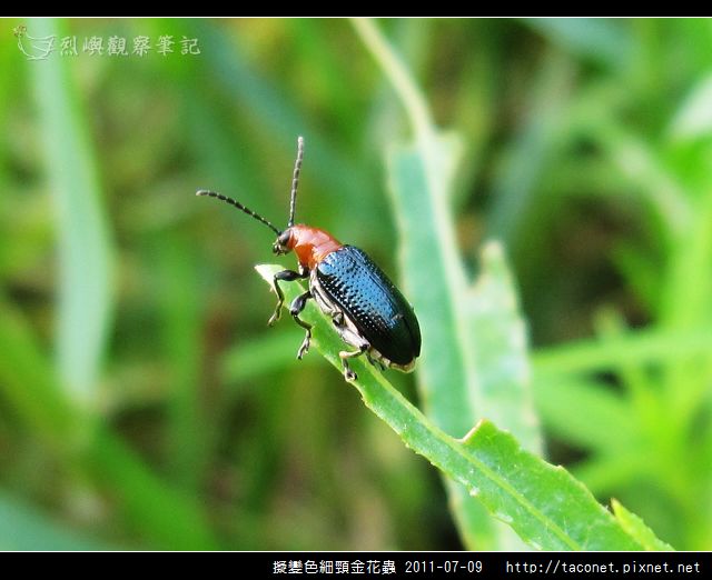 擬變色細頸金花蟲_03.jpg 擬變色細頸金花蟲_03.jpg