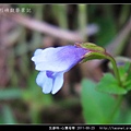 玄參科-心葉母草_07.jpg