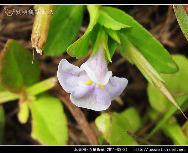玄參科-心葉母草_16.jpg