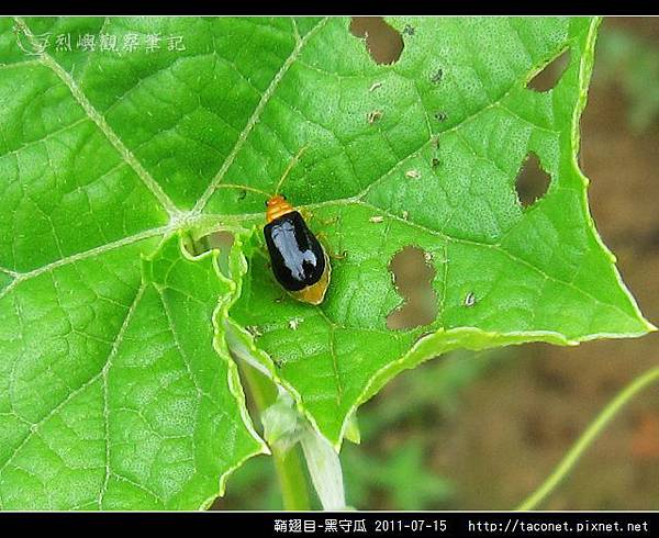 鞘翅目-黑守瓜_01.jpg