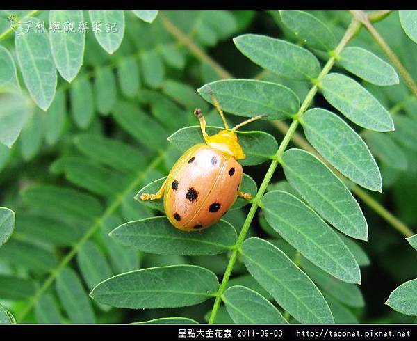 星點大金花蟲_01.jpg