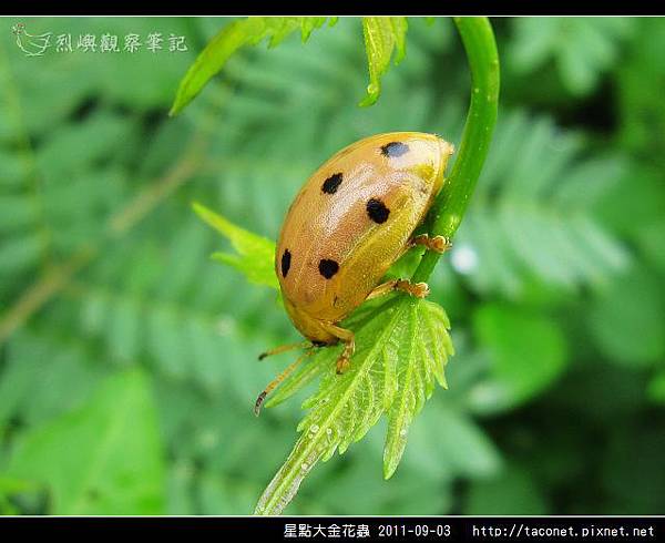 星點大金花蟲_03.jpg