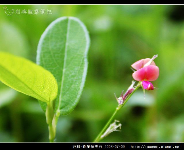 豆科-圓葉煉莢豆_01.jpg 豆科-圓葉煉莢豆_01.jpg