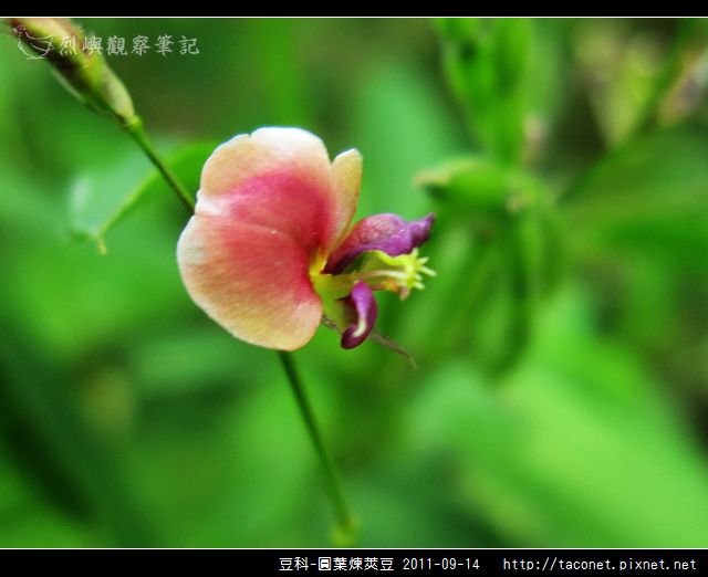 豆科-圓葉煉莢豆_02.jpg 豆科-圓葉煉莢豆_02.jpg