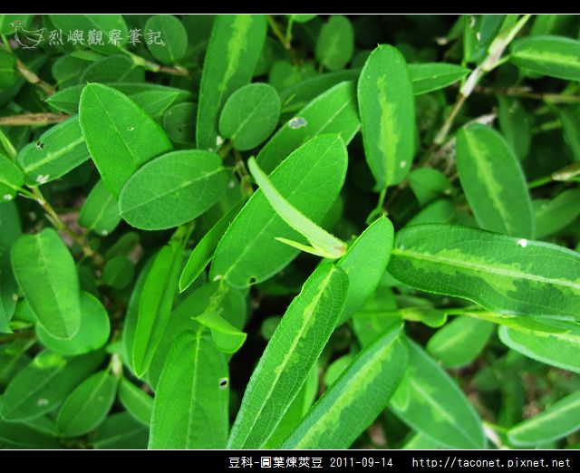 豆科-圓葉煉莢豆_03.jpg 豆科-圓葉煉莢豆_03.jpg