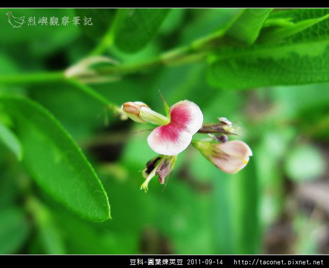 豆科-圓葉煉莢豆_04.jpg 豆科-圓葉煉莢豆_04.jpg