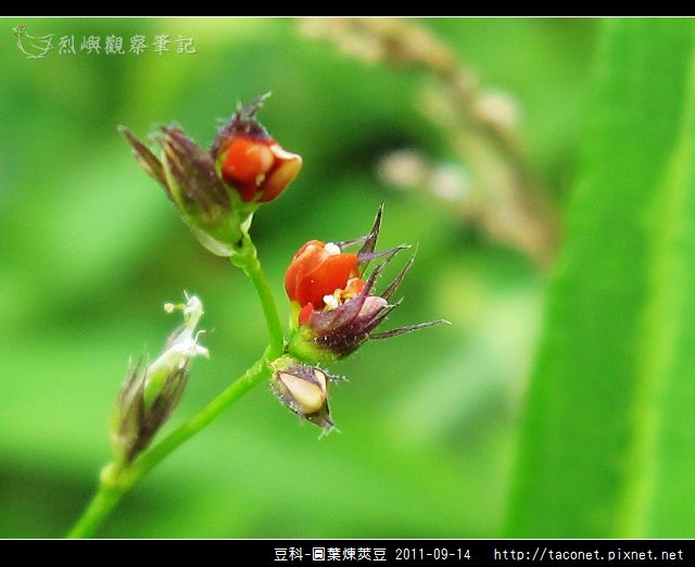 豆科-圓葉煉莢豆_06.jpg 豆科-圓葉煉莢豆_06.jpg