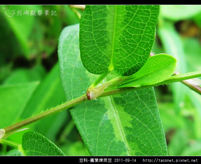 豆科-圓葉煉莢豆_05.jpg 豆科-圓葉煉莢豆_05.jpg
