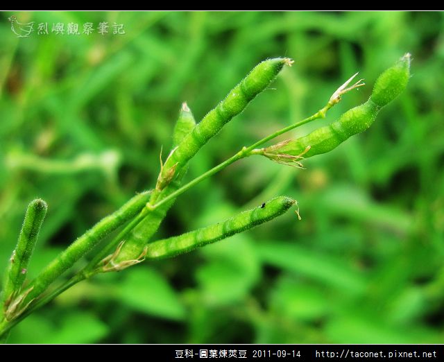 豆科-圓葉煉莢豆_08.jpg 豆科-圓葉煉莢豆_08.jpg