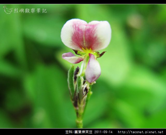 豆科-圓葉煉莢豆_11.jpg 豆科-圓葉煉莢豆_11.jpg