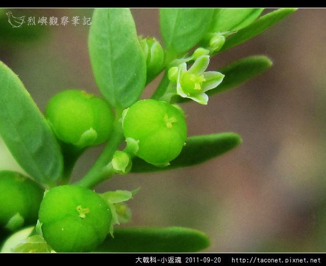 大戟科-小返魂_14.jpg 大戟科-小返魂_14.jpg