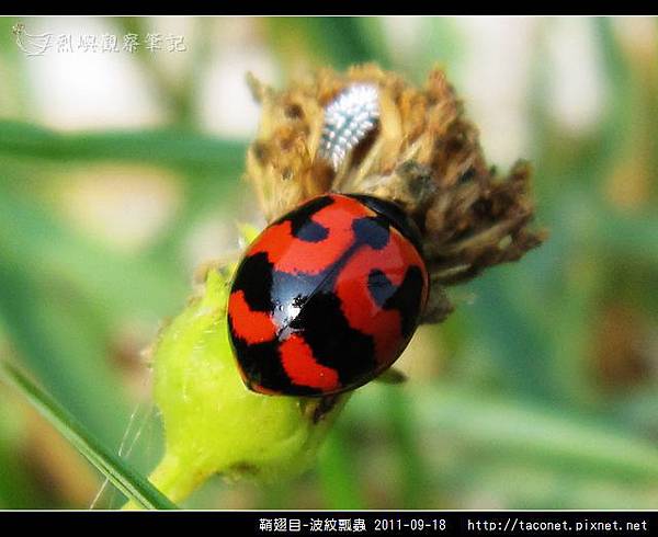 鞘翅目-波紋瓢蟲_05.jpg